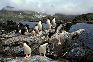 Macaroni Penguins - returning from feeding trip Macaroni Penguins - returning from feeding trip