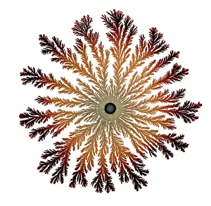 Related Prints: Paenibacillus Bacteria Patterns Print