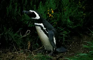 Spheniscus Magellanicus Species Prints: Magellanic penguin