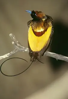 Australian Native Birds Pictures Prints: Magnificent Bird of Paradise
