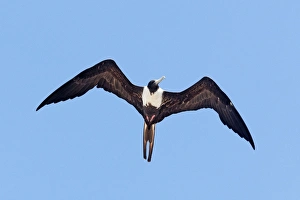 Magnificent Frigatebird. Female Magnificent Frigatebird. Female