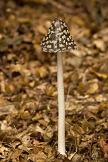 Fungi In Nature Photography Prints: The Magpie