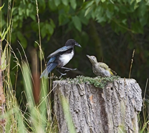 Magpie - in fight stand-off with Green Woodpecker Magpie - in fight stand-off with Green Woodpecker