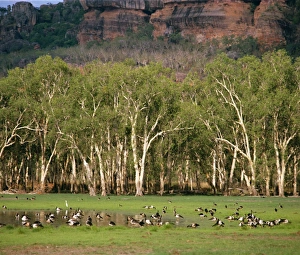 Magpie Geese - Kakadu National Park (World Heritage Area) Magpie Geese - Kakadu National Park (World Heritage Area)