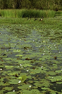 Magpie Geese - Yellow Water billabong with waterlilies (Nymphoides indica) Magpie Geese - Yellow Water billabong with waterlilies (Nymphoides indica)