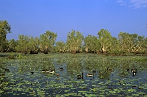Magpie Goose - Feeding in Yellow Water, Kakadu National Park (World Heritage Area) Magpie Goose - Feeding in Yellow Water, Kakadu National Park (World Heritage Area)