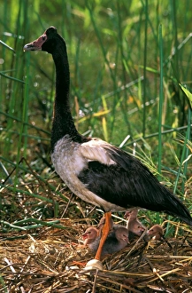 Magpie Goose - female on floating nest with chicks on the flood plains of Mary River after the wet Magpie Goose - female on floating nest with chicks on the flood plains of Mary River after the wet