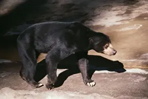 Personal Use Animal Prints: Malaya Sun Bear
