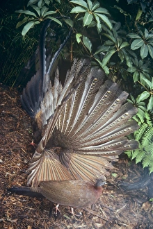 Malaysian Great Argus - male displaying to female Malaysian Great Argus - male displaying to female