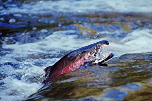 Male Coho / Silver Salmon - migrating towards spawning beds Male Coho / Silver Salmon - migrating towards spawning beds