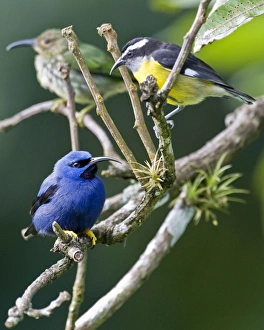 Male purple honeycreeper with Bananaquit (Coereba flaveola luteola) - on twigs with air plants Male purple honeycreeper with Bananaquit (Coereba flaveola luteola) - on twigs with air plants