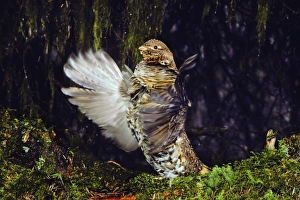 Male Ruffed Grouse drumming, mating, territorial display beneath moss draped limbs Male Ruffed Grouse drumming, mating, territorial display beneath moss draped limbs