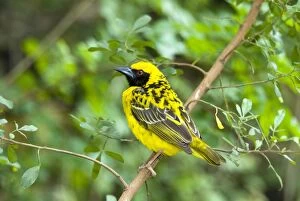 Images Dated 23rd December 2006: Male Village / Spotted-backed Weaver on perch. Inhabits savanna, breeding colonially in trees