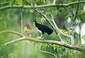 Maleo / Maleo Megapode / Grays Brush-turkey Maleo / Maleo Megapode / Grays Brush-turkey