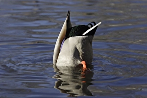 Mallard - Drake feeding underwater with tail in air Mallard - Drake feeding underwater with tail in air