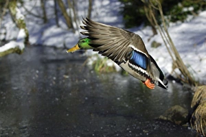 Mallard - Drake landing on frozen lake in winter Mallard - Drake landing on frozen lake in winter