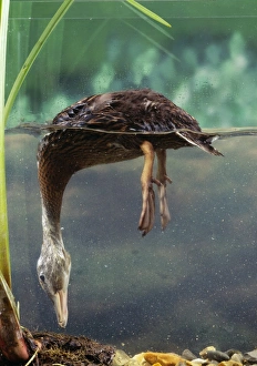 Mallard Duck - Duckling, 4 weeks Mallard Duck - Duckling, 4 weeks
