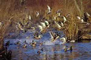 Tom And Pat Leeson Artwork Prints: Mallard Ducks - flushing or jumping. Late Fall. Pacific Northwest. bd575