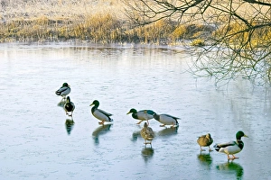 Mallard ducks gather on a frozen lake Mallard ducks gather on a frozen lake