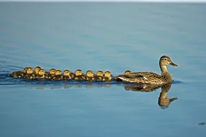 Mallard - Mother and Young Swimming Mallard - Mother and Young Swimming