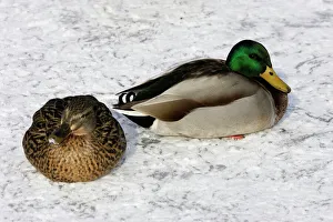 Mallard - pair in resting in snow Mallard - pair in resting in snow