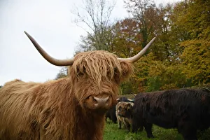 MAMMAL. highland cattle ( BULL & cow ) in autumn leaves Date: 18-03-2019 MAMMAL. highland cattle ( BULL & cow ) in autumn leaves Date: 18-03-2019