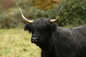 MAMMAL. highland cattle ( cow ) in autumn leaves Date: 18-03-2019 MAMMAL. highland cattle ( cow ) in autumn leaves Date: 18-03-2019
