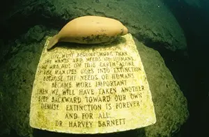 Prints of KA-143 The Manatee Monument - at the bottom of King Spring, Florida, USA Kurt Amsler Please note that prints are for personal display purposes only and may not be reproduced in any way. Manatee Prints: The Manatee Monument Print, King Spring Florida