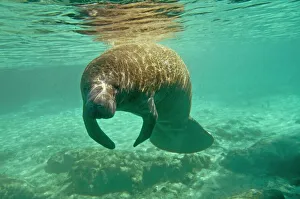 Manatee - sleeping as she drifts near the surface of Silver springs Manatee - sleeping as she drifts near the surface of Silver springs