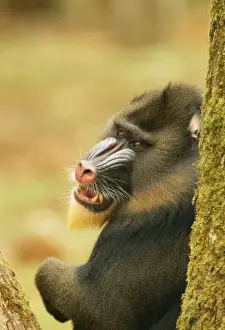 Primate Species Africa Prints: Mandrill Baboon