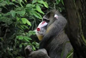 Primate Species Africa Prints: Mandrill - Gabun