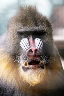 Mandrill - portrait of male, chewing food Mandrill - portrait of male, chewing food