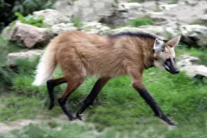 Prints of WAT-9405 Maned Wolf Chrysocyon brachyurus Distribution: Brazil - Argentina M. Watson Please note that prints are for personal display purposes only and may not be reproduced in any way. Maned Wolf Prints: Maned Wolf Print (Chrysocyon brachyurus) - Brazil, Argentina