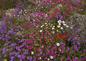 The Mani peninsula in spring - stunning display of flowers The Mani peninsula in spring - stunning display of flowers