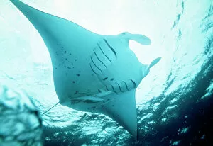 Images Dated 24th May 2006: Manta Ray - with Remora on underside, in feeding mode. showing disected gill slits Red Sea
