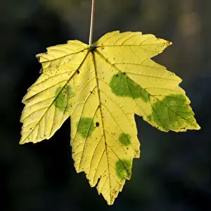 Maple Leaf Prints: Maple Leaf - in autumn