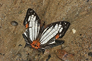 Mapwing butterfly - sucking minerals on sand Mapwing butterfly - sucking minerals on sand