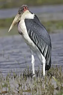 Personal Use Artwork Only Prints: Marabou Stork