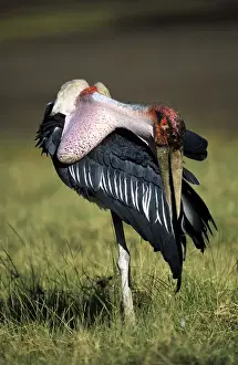 Marabou Storks Print: A Photograph of ASW-2966 Leptoptilos crameniferus
