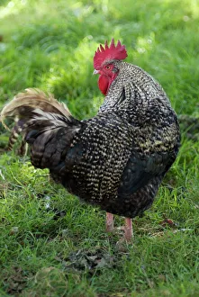 Maran Cockerel - turning head Maran Cockerel - turning head