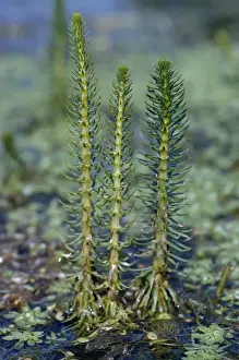 Personal Use Only Prints Available Prints: Mare's Tail - in flower