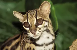Margay Cat Prints: Margay