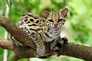 Prints of MAR-138 Margay Belize Felis wiedii Thomas Marent Please note that prints are for personal display purposes only and may not be reproduced in any way. Margay Prints: Margay Print, Felis wiedii