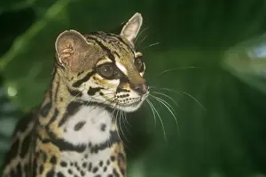 Close Up Cat Faces Prints: Margay / Tree Ocelot