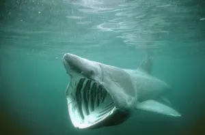 Prints of DSE-15 BASKING SHARK - MOUTH OPEN Isle of Man, UK Cetorhinus maximus Distribution: Cool to warm temperate waters Muridae Prints: Basking Shark Print - Cetorhinus maximus, Isle of Man