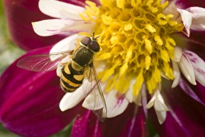 Marmalade Hoverfly - on flower Marmalade Hoverfly - on flower
