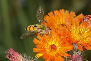 Marmalade Hoverfly - on Orange Flower Episyrphus baleatus Essex, UK IN001116 Date: 23-Jun-19 Marmalade Hoverfly - on Orange Flower Episyrphus baleatus Essex, UK IN001116 Date: 23-Jun-19