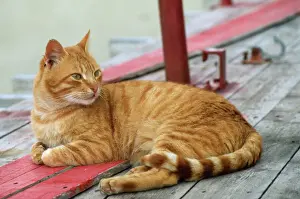 Domestic Mammals Prints: Marmarlade Cat