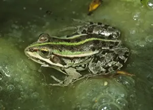 Duncan Usher Photography Prints: Marsh Frog - In lake