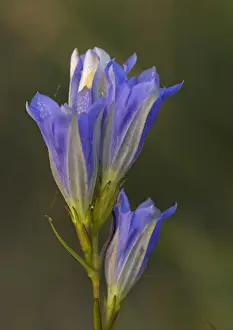 Bob Gibbons Photography Prints: Marsh Gentian